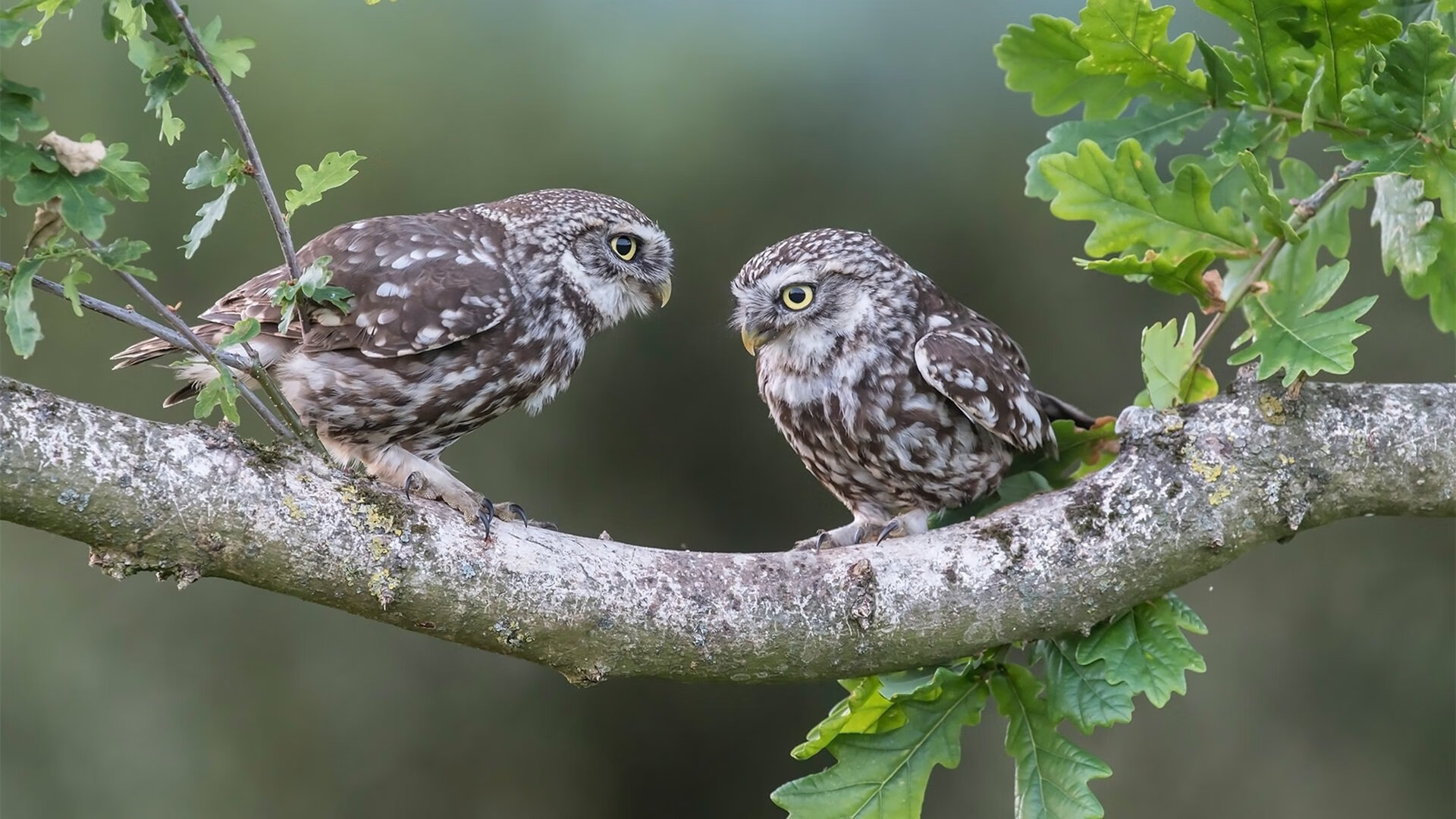 leyu乐鱼官网登录入口-LCK季后赛预测分析，lck季后赛规则2021