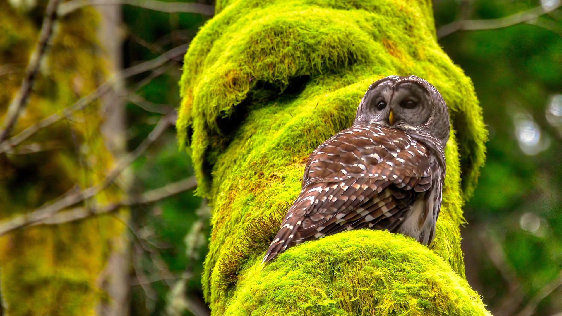 leyu乐鱼官网登录入口-冬窗大手笔转会是否更容易导致战术断层，冬窗转会汇总