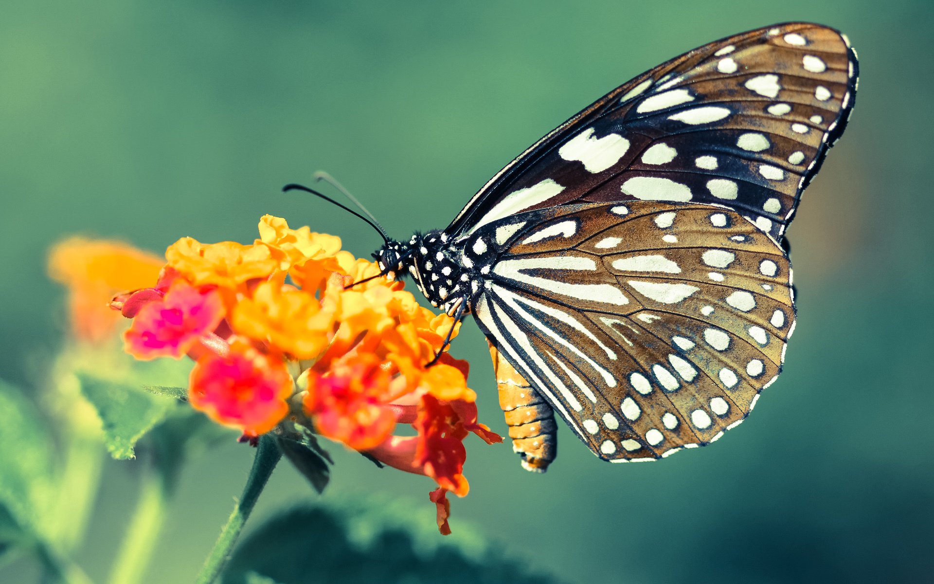 北京国安球员赛季表现分析,北京国安球队