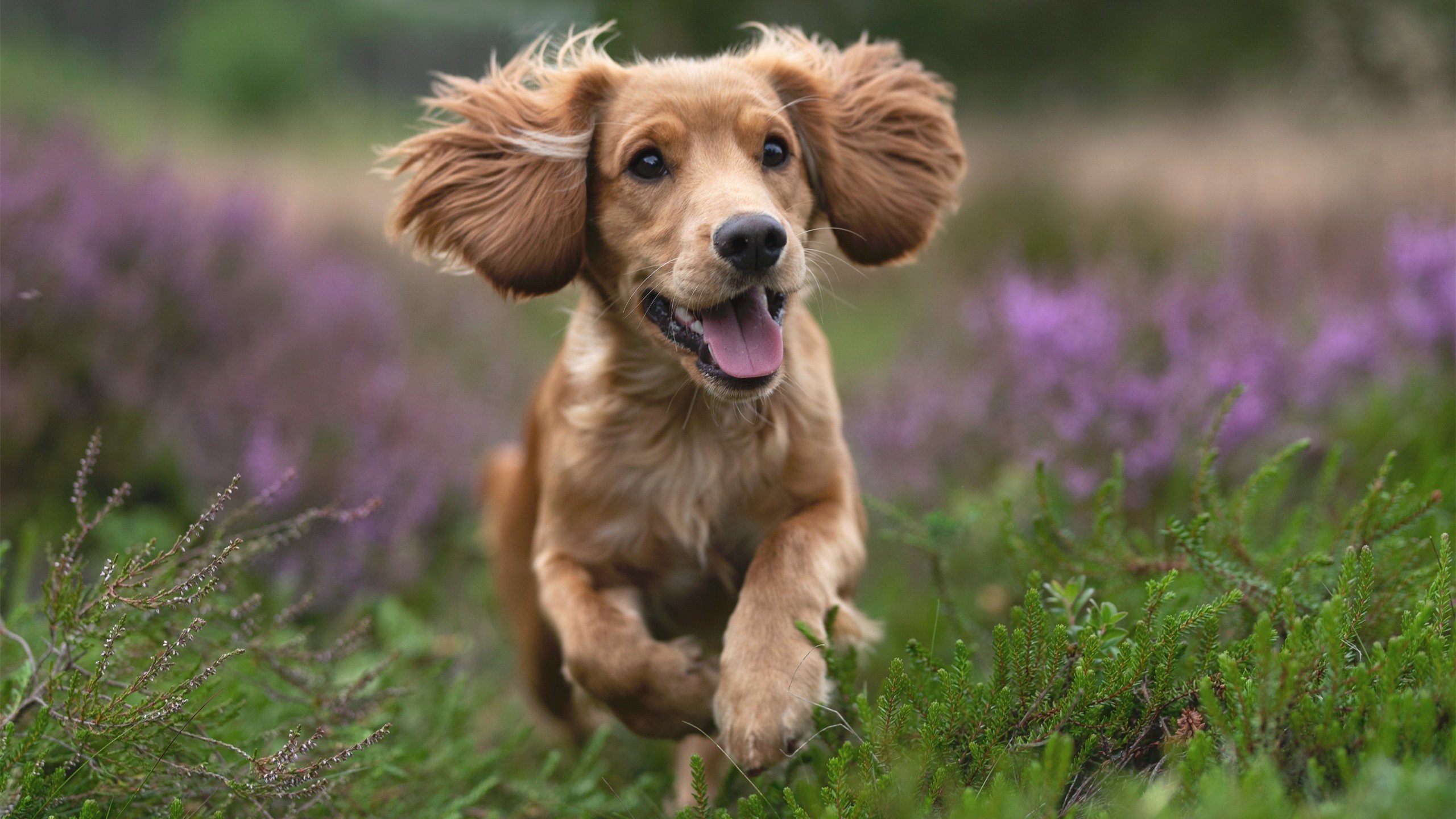 开拓者后卫利拉德四节分带队翻盘,开拓者会退役利拉德球衣吗