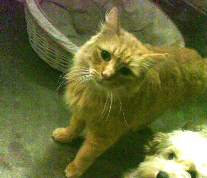 欧洲巨星篮球夏季巡回赛激情开幕,球迷沸腾,欧洲篮球集锦