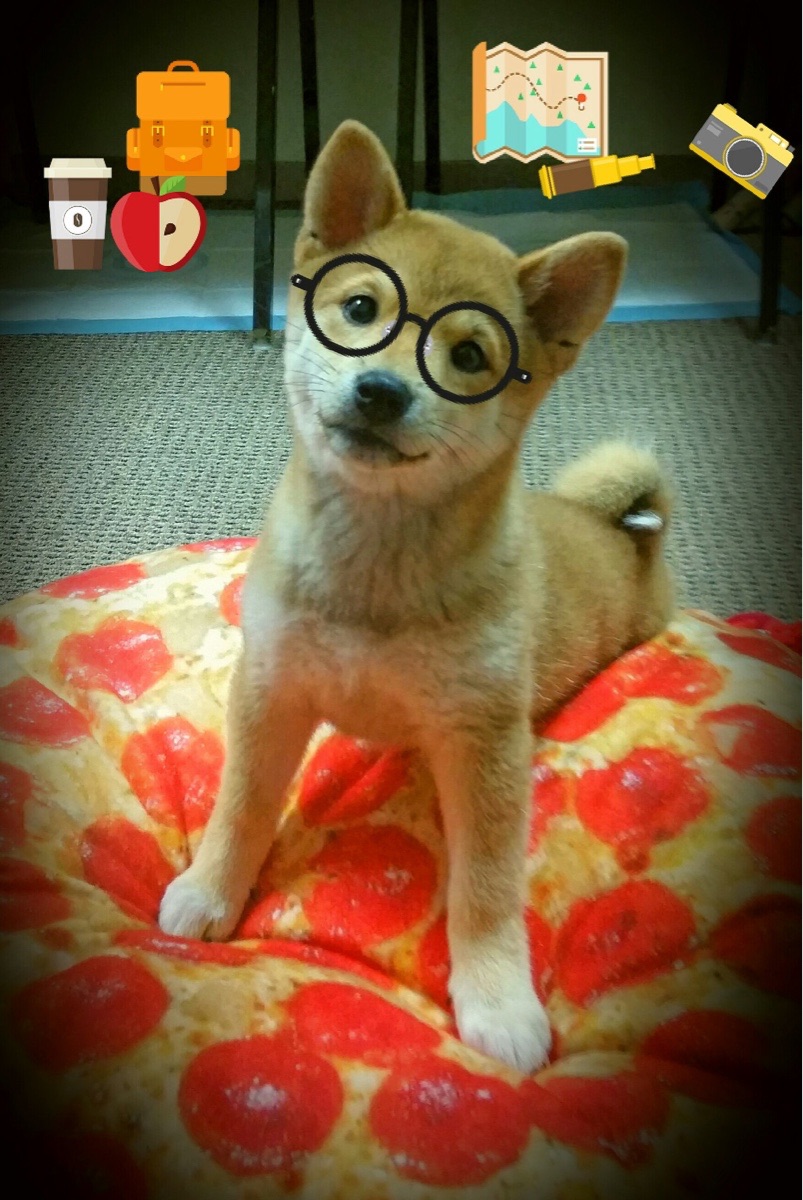 法国职业联赛强队争霸,球迷热议不断,法国业余联赛