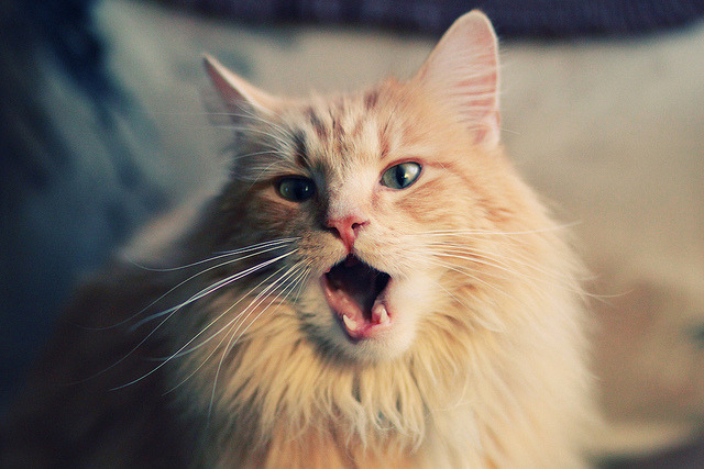 LEYU SPORTS中国官方网站-里昂球员意外伤愈，或将增强球队实力，里昂球队图片