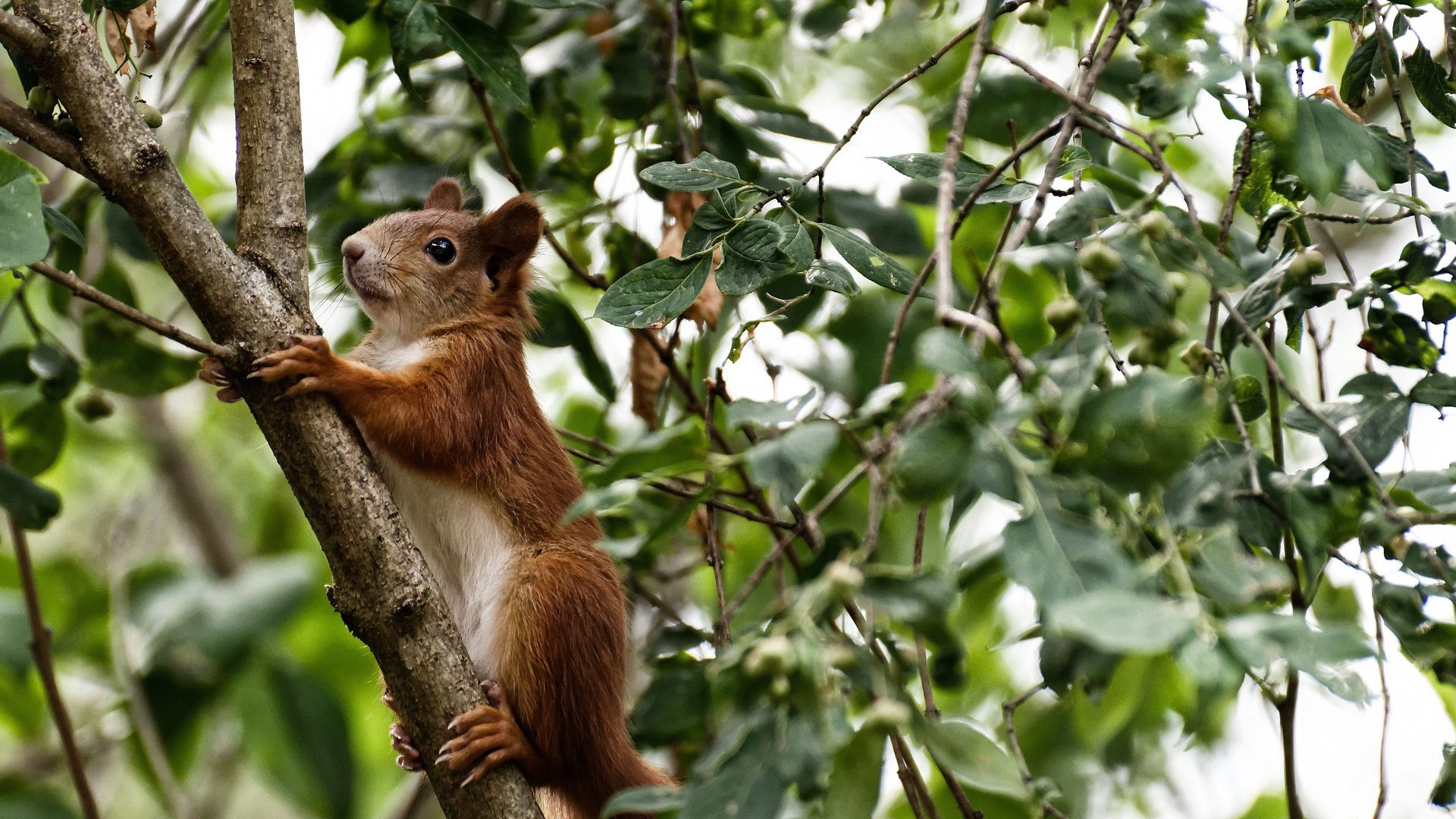 里昂球员转会动态，里昂队著名球星