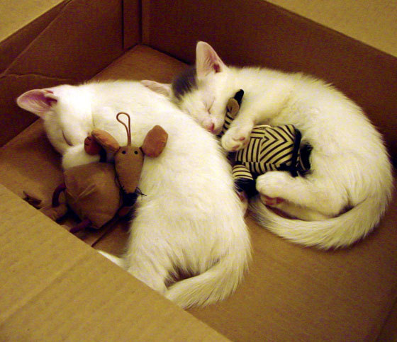 乐鱼电竞在线平台登录入口-青岛男篮经验磨砺，获得宝贵胜利，青岛男篮首发