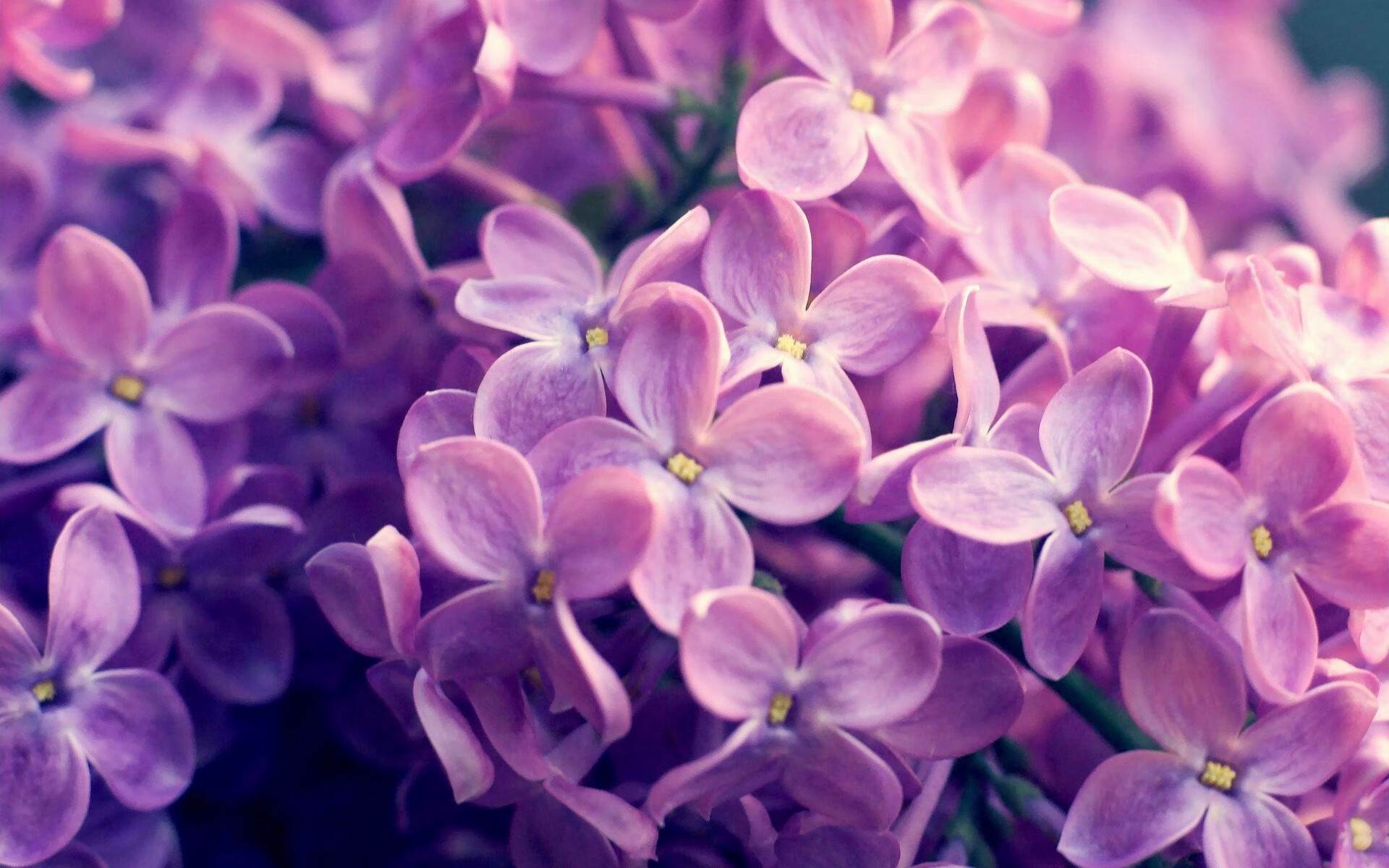 高校体育专业学生职业发展路径研究,体育类大学生职业生涯规划