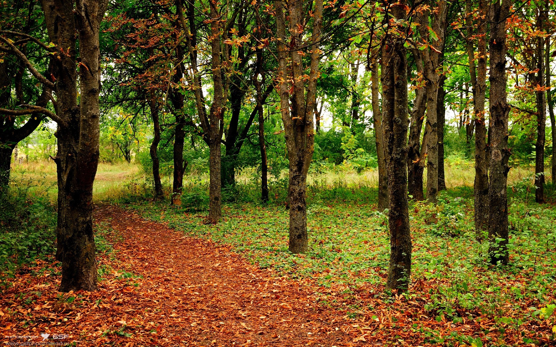 恩多比·恩乔:世界级后卫与全能踢球专家,为南非队打造完美进攻