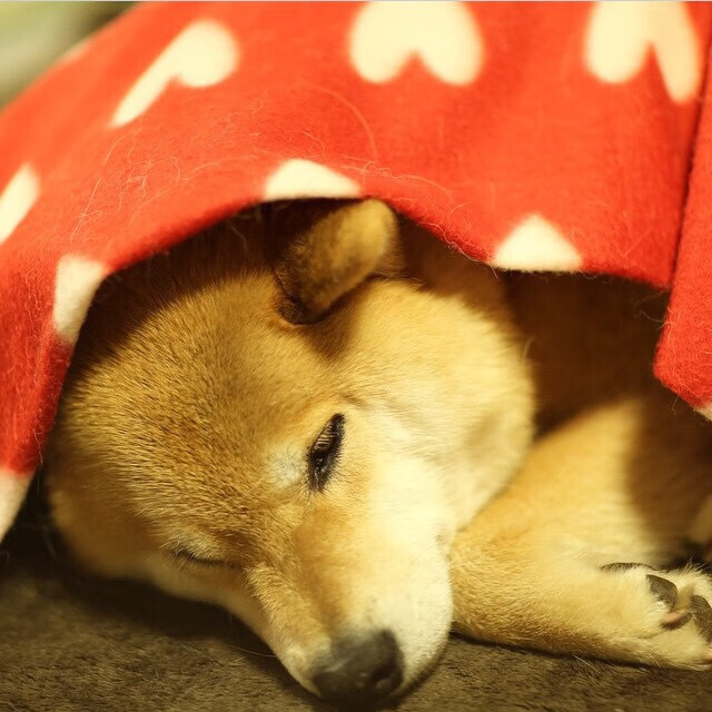 乐鱼体育平台官网-湖人公布月度最佳队内拼搏奖项，湖人最佳战绩