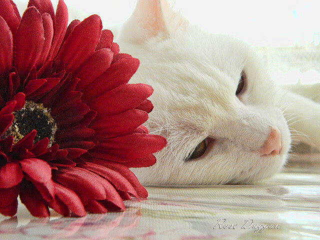 LEYU SPORTS中国官方网站-电子竞技选手职业保护机制试点启动，电子竞技行业规范