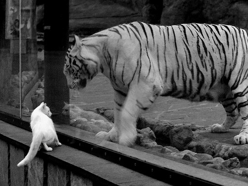 篮球俱乐部换帅风波引发热议,篮球俱乐部成员