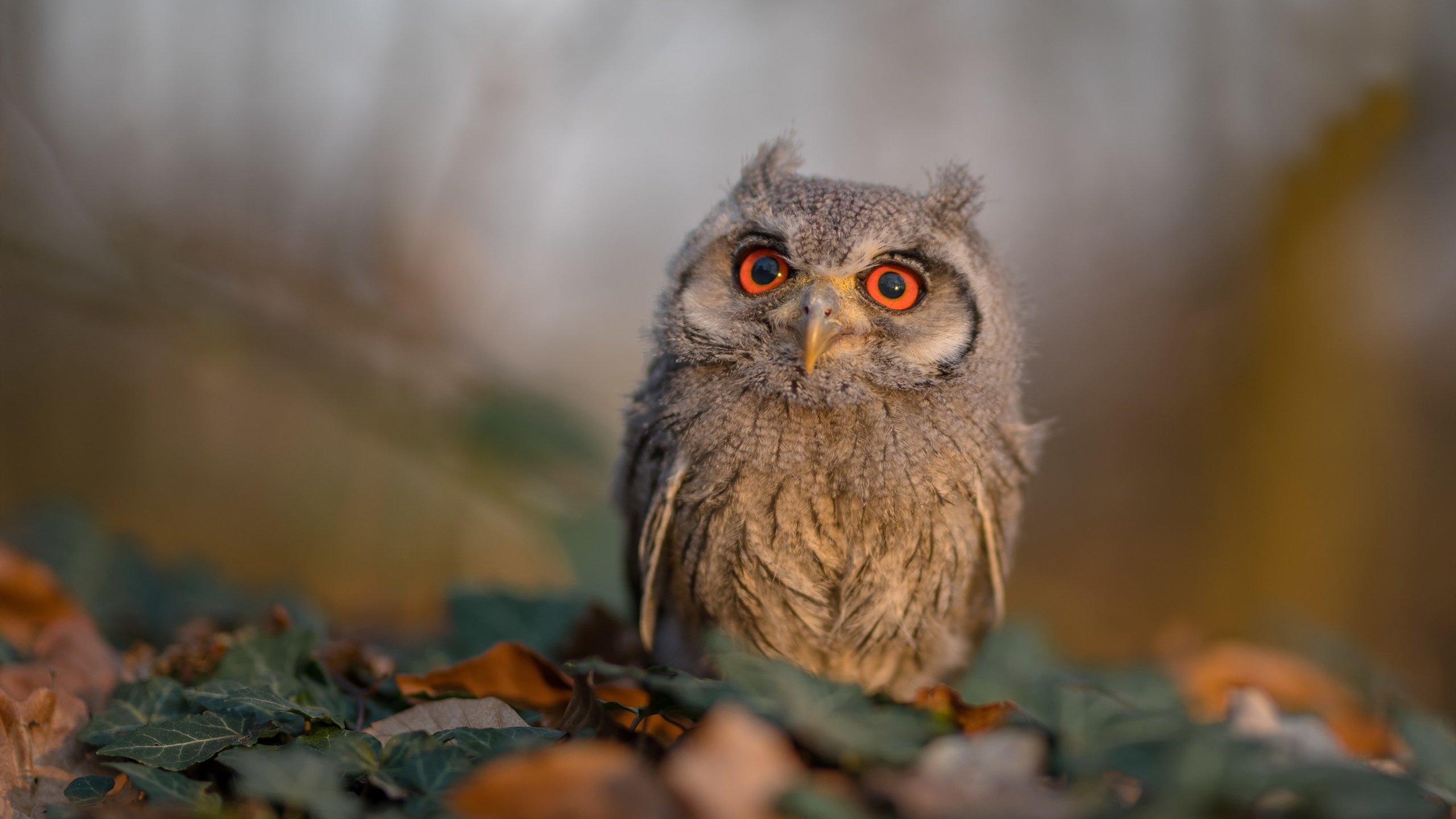 Leyu Sports (乐鱼体育)-篮网主帅强调高质量训练是球队进步核心，篮网新任主帅