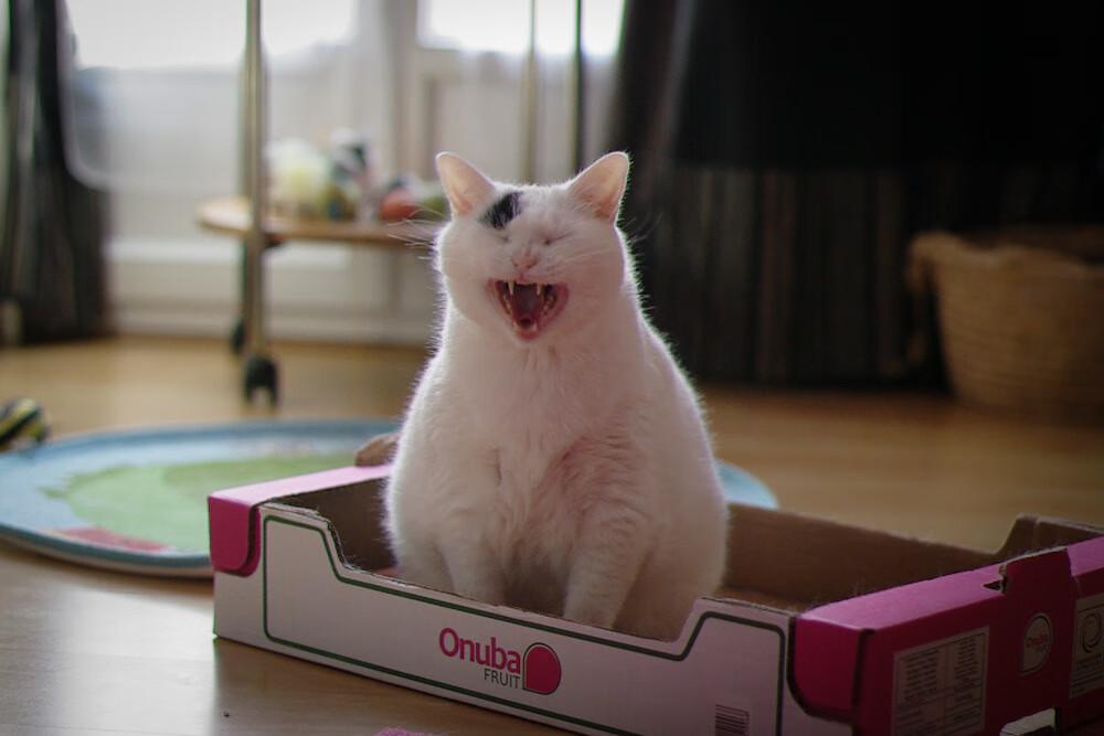 蛙泳冲刺中立代表队A节奏精准,蛙泳冲刺技巧